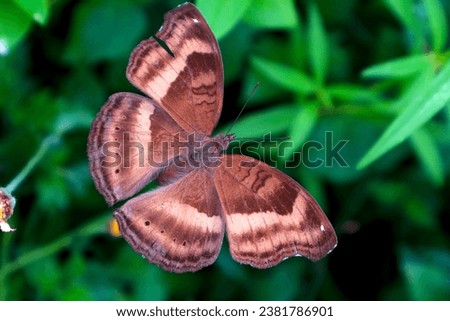 Close up of a Junonia iphita (Chocolate Pansy) Butterfly Spreading Its Beautiful Wings
