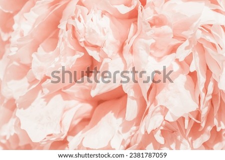 Beautiful view of peach pink color blooming peonies close up lit by sunlight, midday light shadows. Pastel Color gradient beauty nature aesthetic background. Natural floral pattern, selective focus
