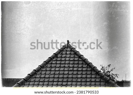 vintage picture of a crow sitting on a roof.  Horror inspiration.  Crow mood.  Scary things.  Dark birds.  Vintage, old scrappy picture.  Dark and birds.  Emo 