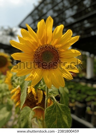 Very beautiful yellow sunflowers in a garden