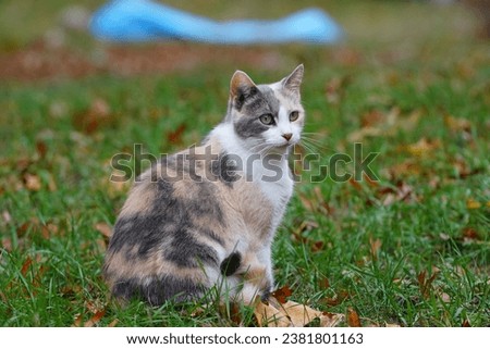 Female adult Calico cat sits outside during the fall Autumn season watching your young kittens play Royalty-Free Stock Photo #2381801163