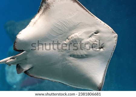 A close up shot of the bottom of a stingray swimming in the ocean Royalty-Free Stock Photo #2381806681