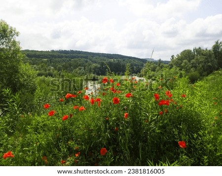 Red poppies against the backdrop of a rainy landscape.