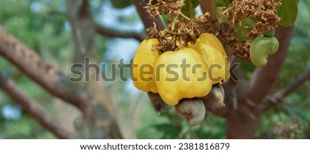 Ripe and raw cashew apple fruits, soft and selective focus.