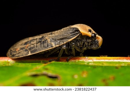Detail of froghopper sitting on a leaf with black background