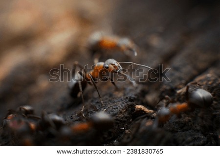 A Colony of Fire Ant