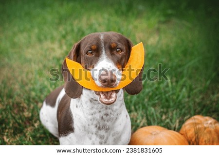 piebald dachshund cute autumn pet funny photo eating pumpkin on halloween Royalty-Free Stock Photo #2381831605