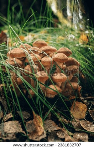 Honey mushrooms grow in the forest during autumn months