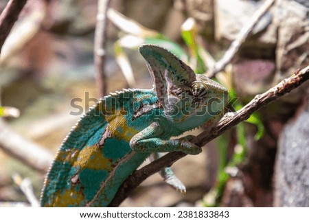 A picture of a Veiled Chameleon at the Oslo Reptile Park.