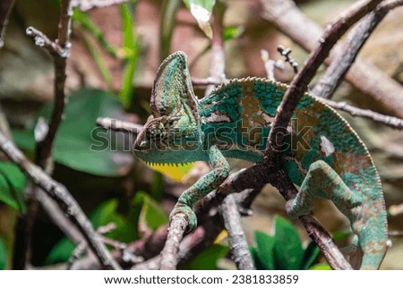 A picture of a Veiled Chameleon at the Oslo Reptile Park.