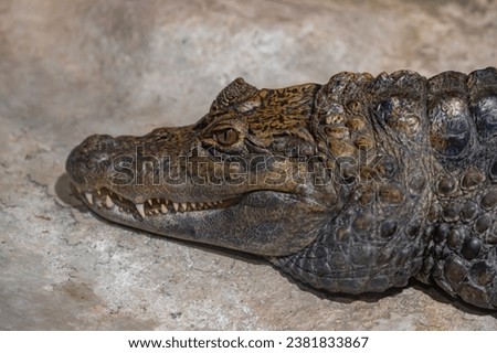 A picture of a Crocodile at the Oslo Reptile Park.