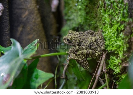 A picture of a Mossy Frog at the Oslo Reptile Park.
