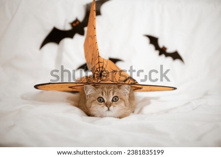 cute funny kitten british golden chinchilla halloween concept. High quality photo