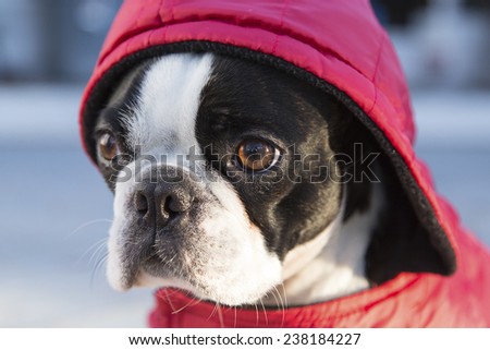 Boston Terrier Puppy in Red Hood