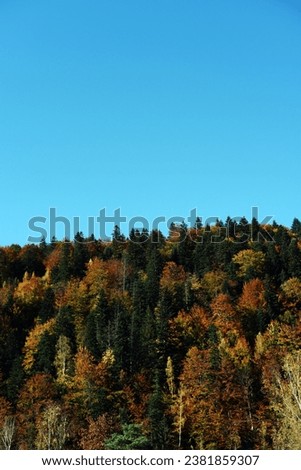 beautiful view of the dense forest in the Carpathians. beautiful nature in autumn. autumn landscape of a dense forest with colorful trees