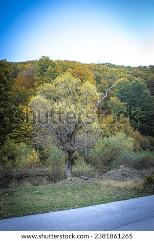 Autumn landscape with road in the mountains. Beautiful nature scenery.
