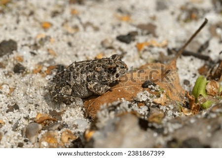 Natural closeup on a small juvenile of the endangered European Natterjack toad, Bufo calamita sitting on the ground