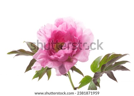 beautiful pink big tree peony flower isolated on white background