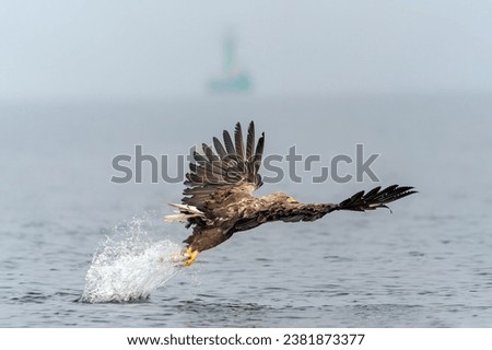 white tailed eagle (Haliaeetus albicilla) catch a big fish. Oder delta in Poland, europe. Polish Eagle. National Bird Poland.                                                               