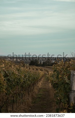 Autumn picture of vineyard with village in the background and blue sky. Vineyard after harvest.