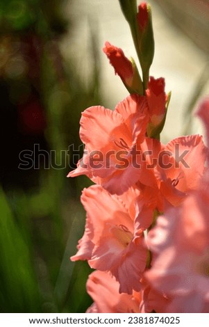 Bright orange and pink gladioli flowers on a green garden. Beautiful color of Gladiolus L flowers in a beautiful side. Royalty-Free Stock Photo #2381874025