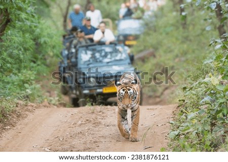 Bengal tiger, mainland Asian tiger - Panthera tigris tigris female walking on road and followed by gypsy safari jeeps. Photo from Ranthambore National Park, Rajasthan, India.