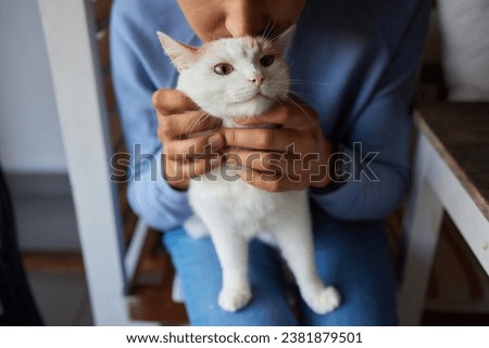 Close-up of a cat face. Portrait of a female kitten. Cat looks curious and alert. Detailed picture of a cats face