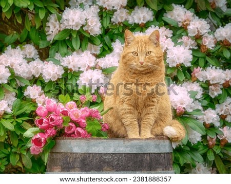 An adorable ginger tabby cat is sitting on a wooden barrel amidst beautiful spring flowers, pink tulips and white Rhododendron, in a garden Royalty-Free Stock Photo #2381888357