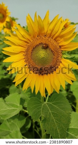 Sunflowers  are vibrant and iconic flowering plants known for their large, bright yellow flowers that.  This picture is very beautiful and there are bees in the picture which looks very beautiful.