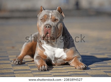Lilac American Bully XL look at you Royalty-Free Stock Photo #2381894527