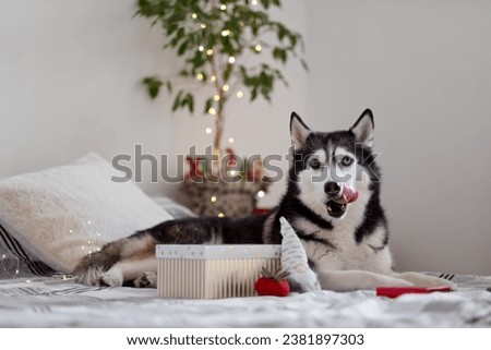 Black and white Husky in a bed under a warm blanket, the concept of family Christmas holidays