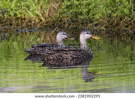 Pair of mottled ducks in pond