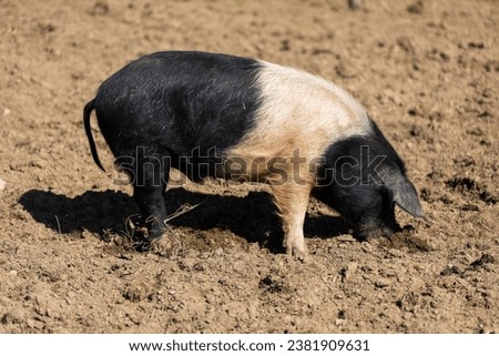 Black-belted Domestic Pig - Mother Pig  of this Indigenous Breed from Slovenia  Royalty-Free Stock Photo #2381909631