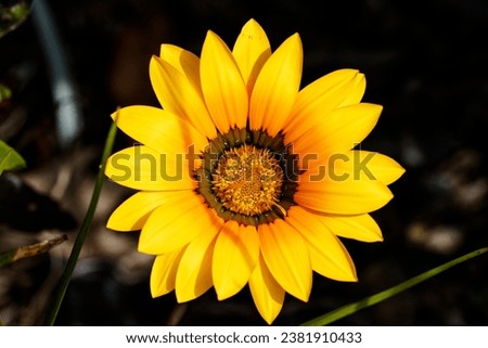 Gazania krebsiana is a species of flowering plant in family Asteraceae.  It is one of some 19 species of Gazania that are exclusively African and predominantly South African . Royalty-Free Stock Photo #2381910433