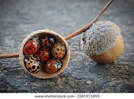 Many ladybugs together for warmth Royalty-Free Stock Photo #2381911893