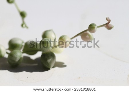 green indoor plant Senecio rowleyanus variegata string of pearl  Royalty-Free Stock Photo #2381918801