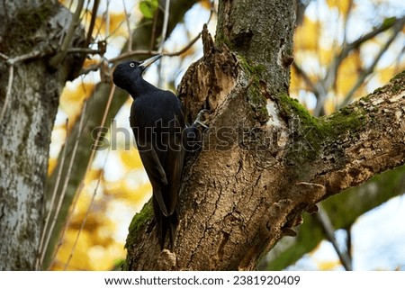 Black Woodpecker anchored by a tree (Dryocopus martius). Black Woodpecker feeding with carpenter ants
