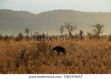 A hyena wandering in the early morning at Kruger National Park, South Africa