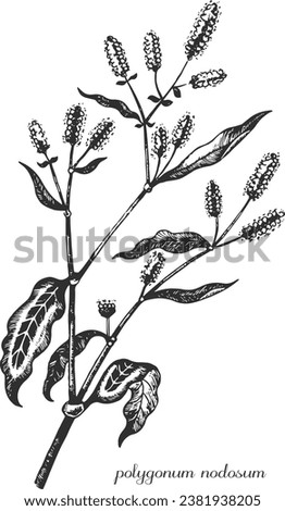 Polygonum, polygonum nodosum. Botanical illustration. Monochrome polygonum, black and white hand drawing, polygonum sketch.