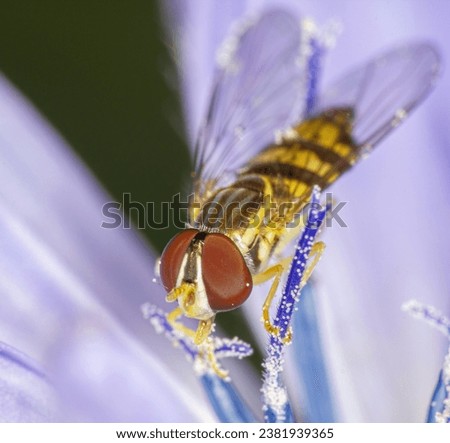 Macro front portrait of a common syrphid fly, Toxomerus geminatus, feeding on nectar in Montreal, Canada. The blueish hue of a chicory flower's petals contrasts with white pollen grains. Royalty-Free Stock Photo #2381939365