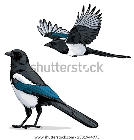 Vector illustration of a magpie. Two realistic magpies on a white background. Royalty-Free Stock Photo #2381944975
