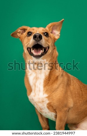 friendly dog portrait isolated on green Royalty-Free Stock Photo #2381944997