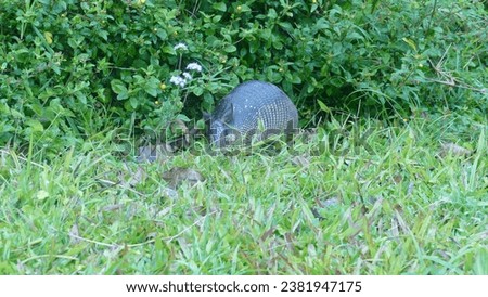 Nine-banded common armadillo Dasypus novemcinctus foraging in search for food in a grassy lush pasture in Curi Cancha Nature Reserve - Puntarenas Province in Costa Rica
