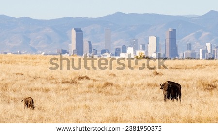 Buffalo in the City of Denver