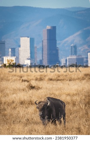 Buffalo in the plains near Denver City