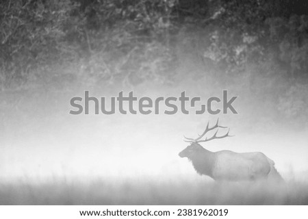 black and white picture of an elk at sunrise with mist. 