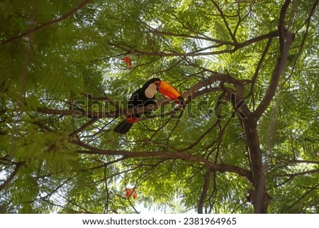 A toucan in the middle of the branches of a tree