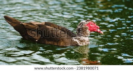 The Muscovy duck (Cairina moschata). Close up portrait of a large duck, native to Mexico and Central and South America, swimming in water Royalty-Free Stock Photo #2381980071