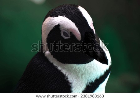 Beautiful artsy close up picture of an African Penguin