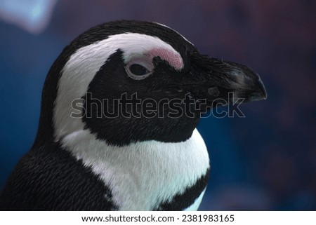 Beautiful artsy close up picture of an African Penguin